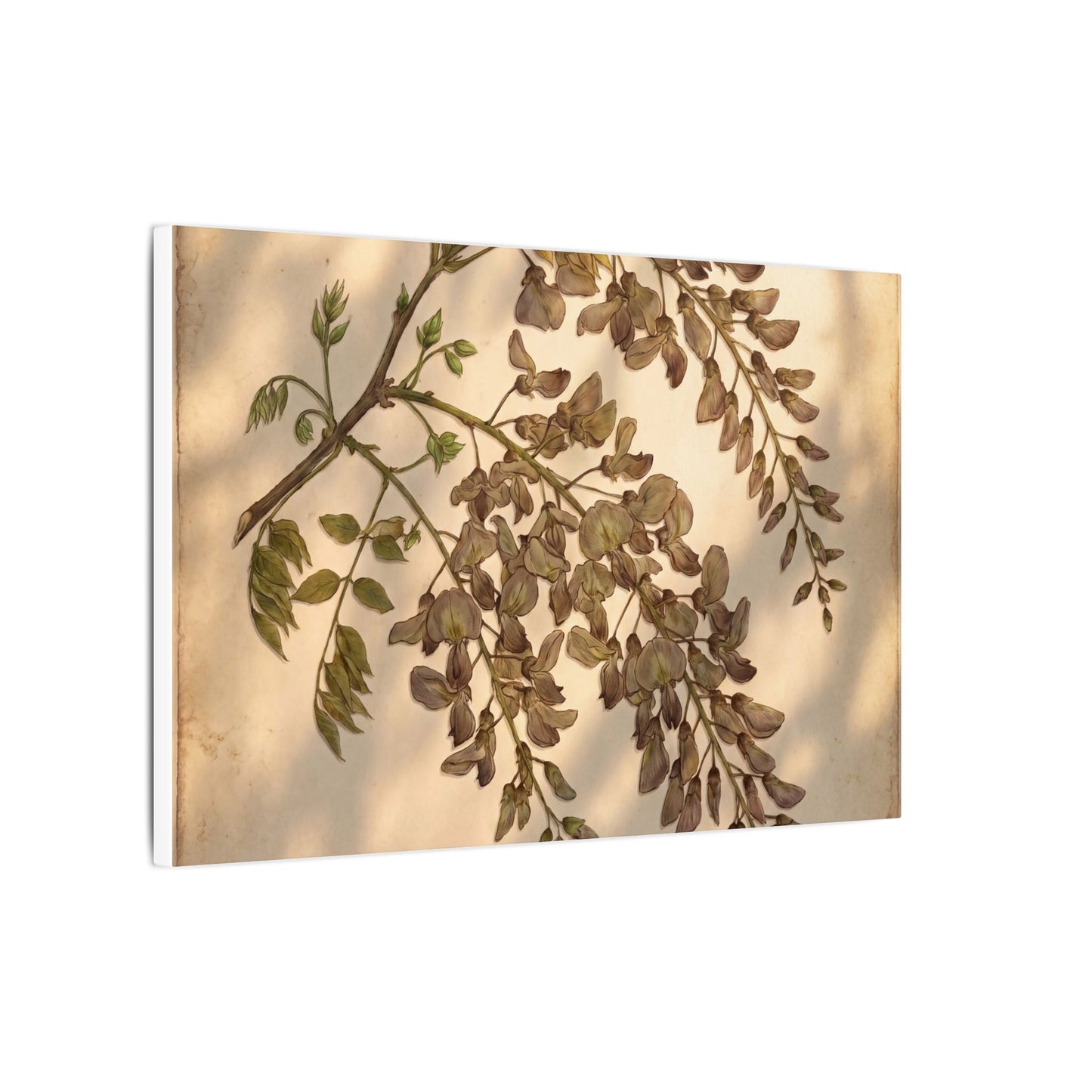 Spring Wisteria Herbarium Canvas Art | Earthy Decor