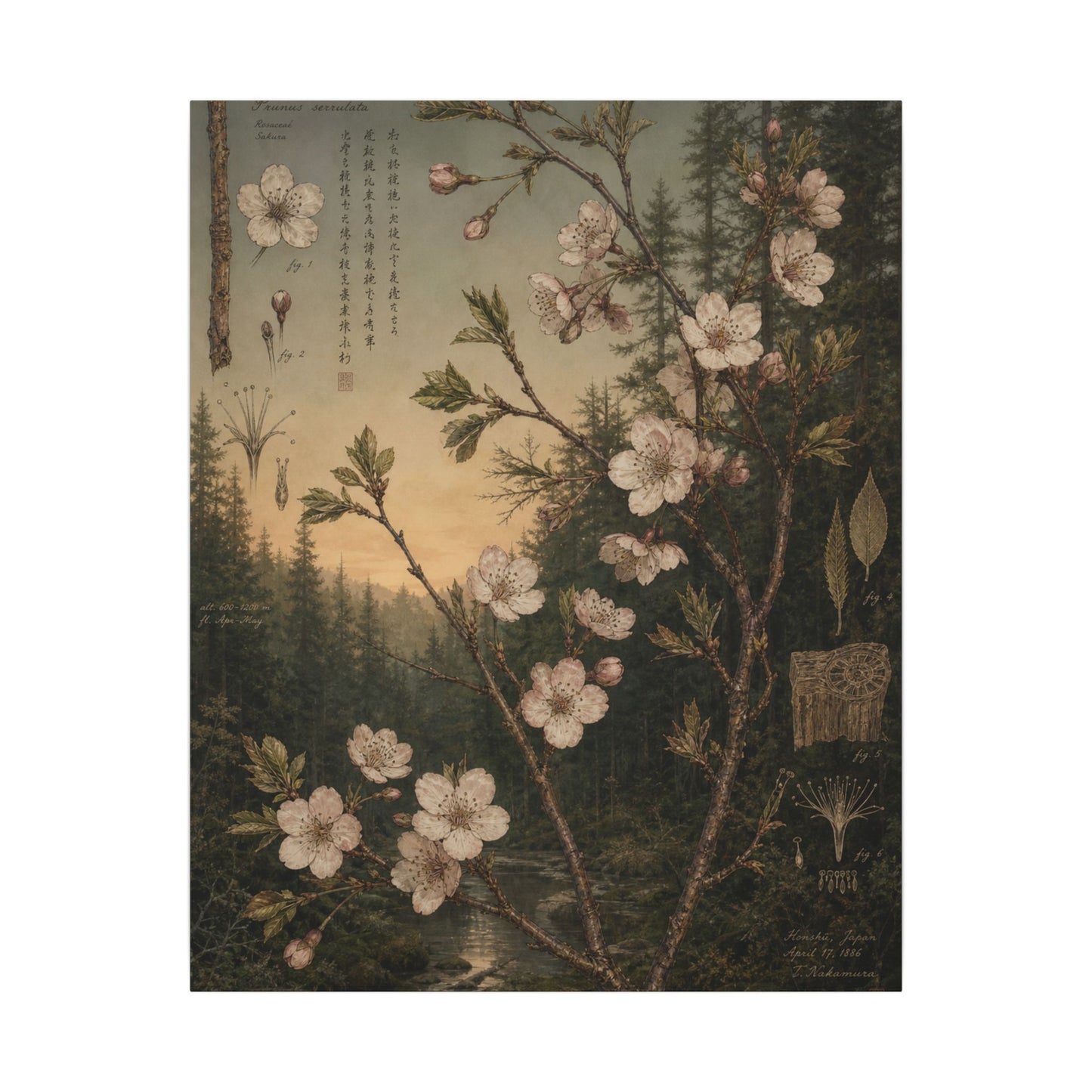 Spring Cherry Blossom Herbarium Canvas Art | Nostalgic Decor