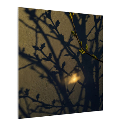 Bold Shadow Play Canvas Art - Moody Minimal Dark Japandi