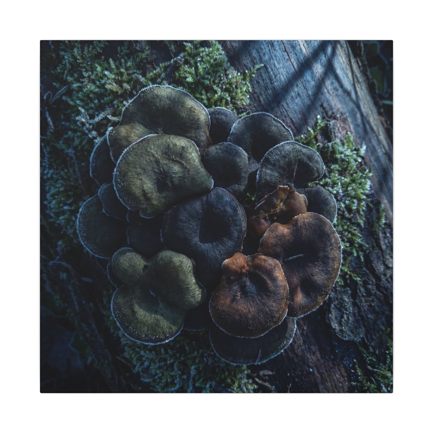 Wild Mushrooms Moody Minimal Canvas Art | Moody Dark Japandi Art