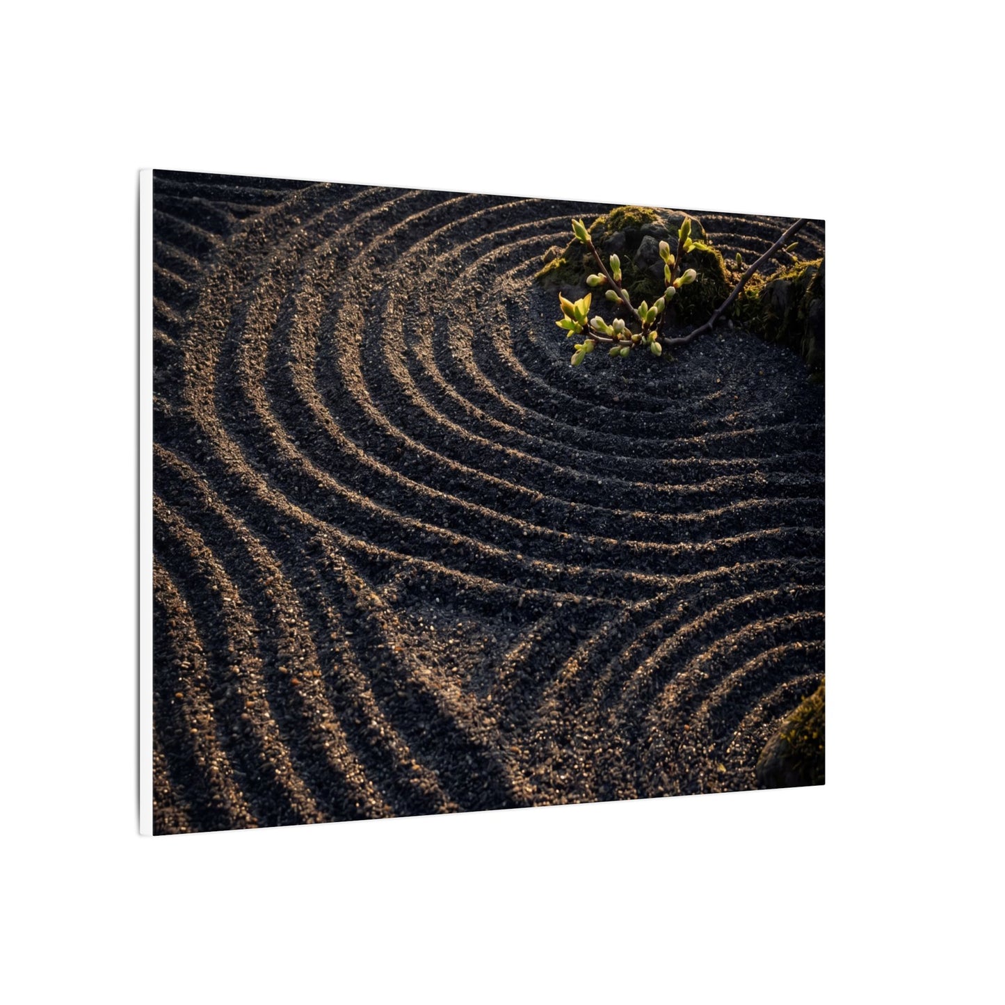 Spring Rock Garden Shadow Zen Canvas Art | Atmospheric Decor