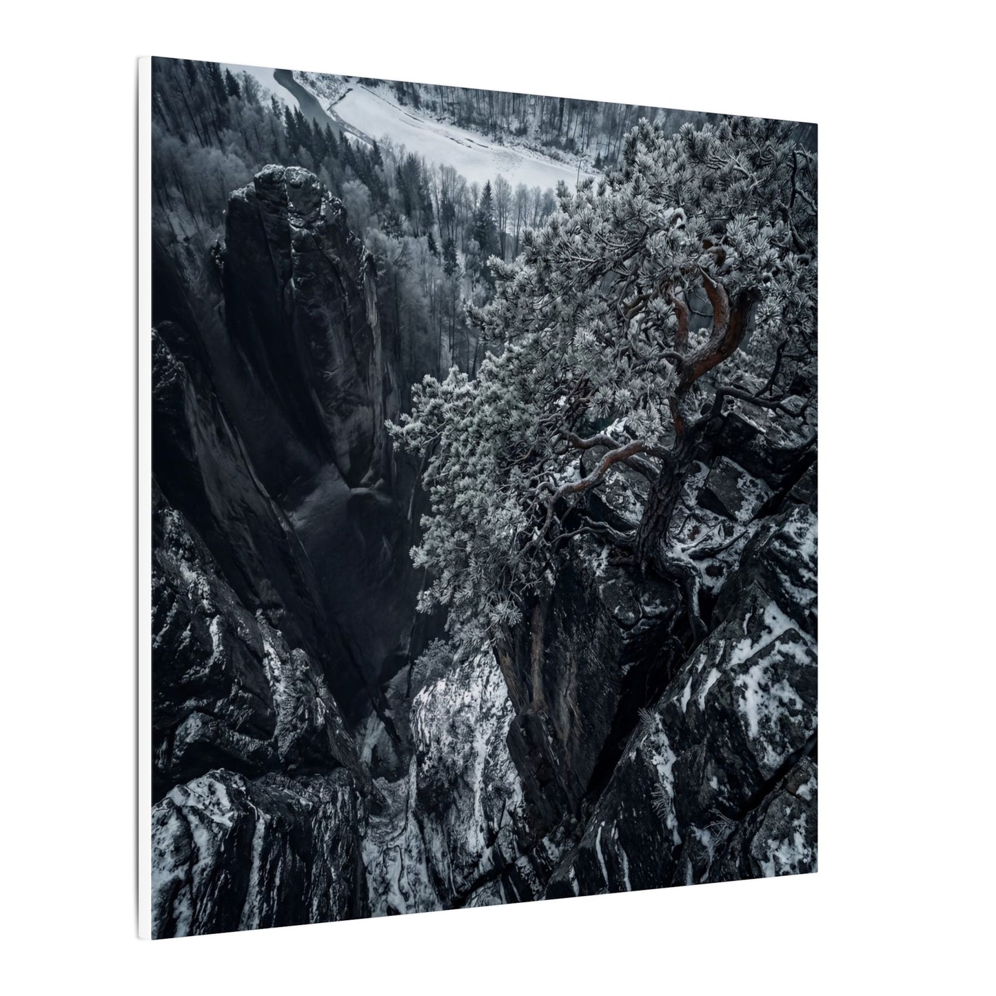 Dark Japandi Pine Tree in Dappled | Dark Texture Canvas Art