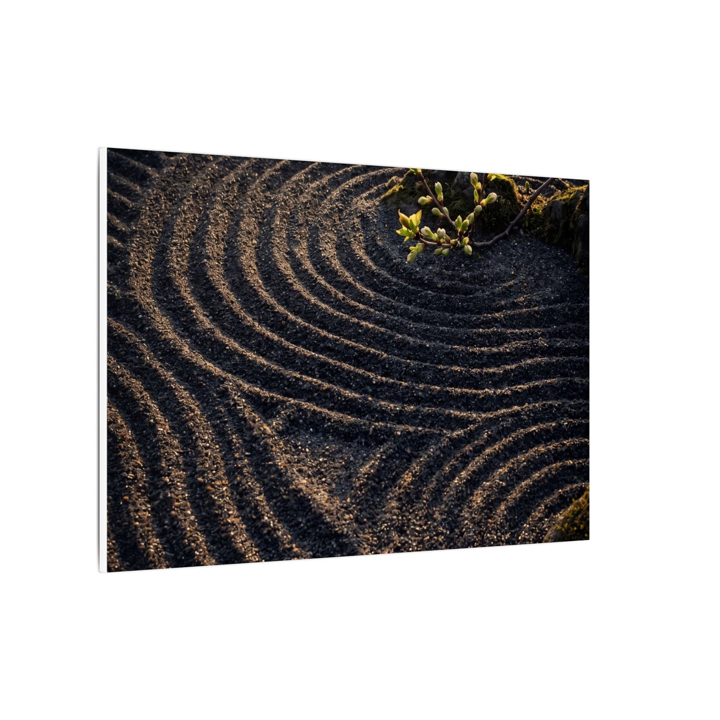 Spring Rock Garden Shadow Zen Canvas Art | Atmospheric Decor