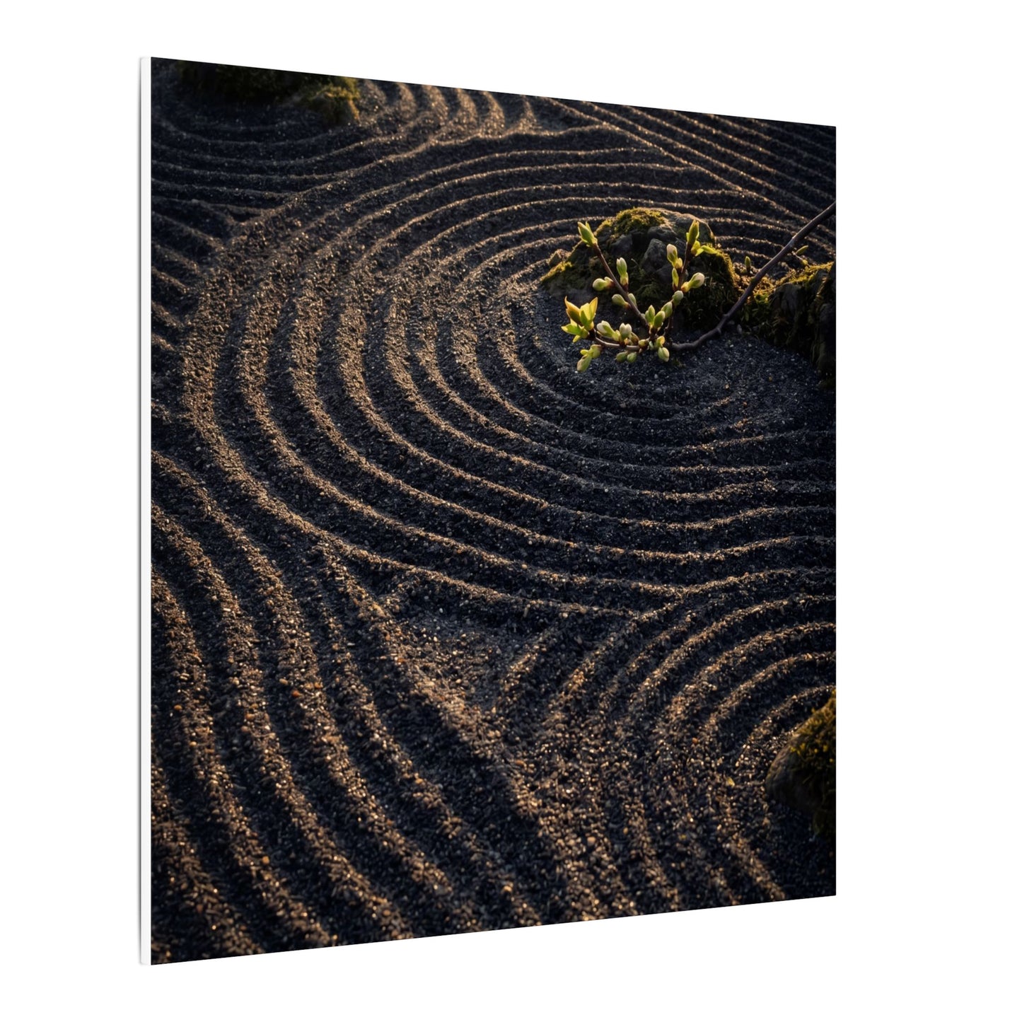 Spring Rock Garden Shadow Zen Canvas Art | Atmospheric Decor