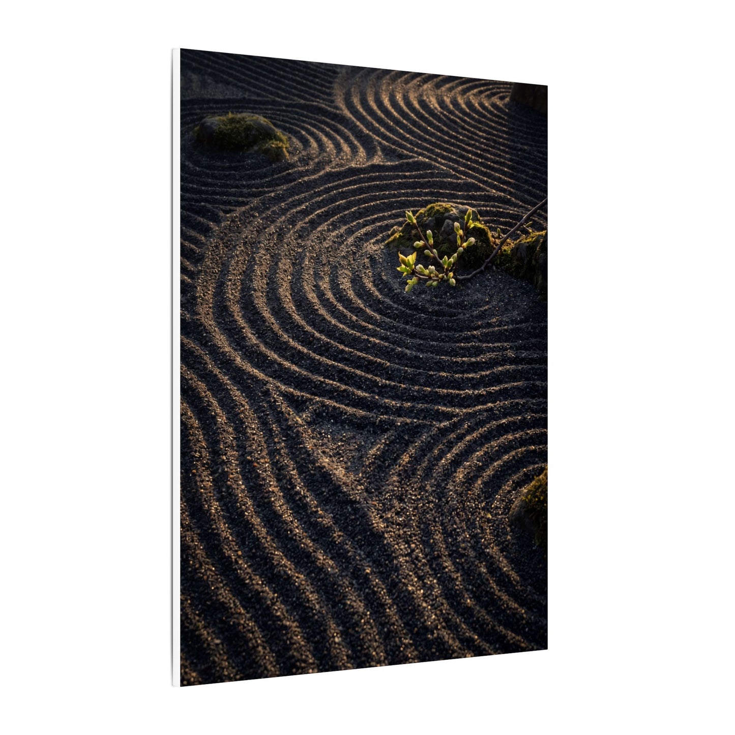 Spring Rock Garden Shadow Zen Canvas Art | Atmospheric Decor