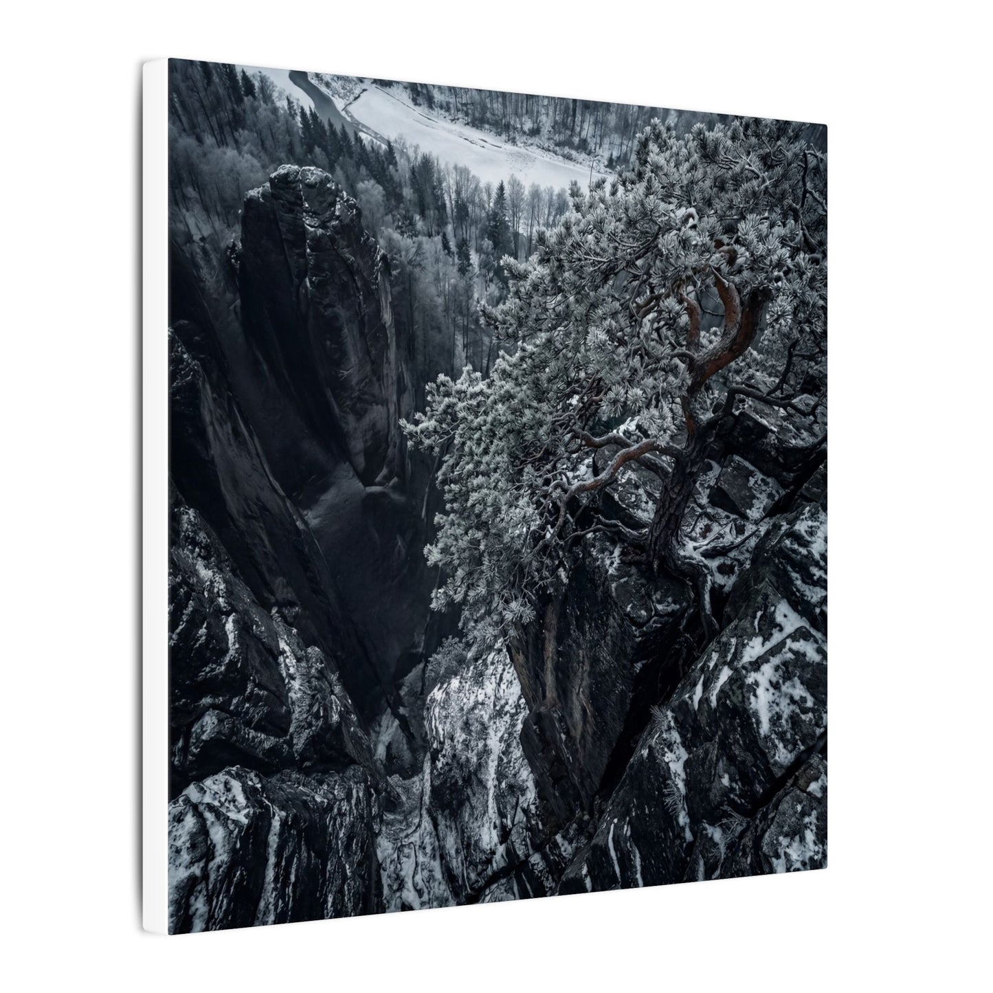 Dark Japandi Pine Tree in Dappled | Dark Texture Canvas Art