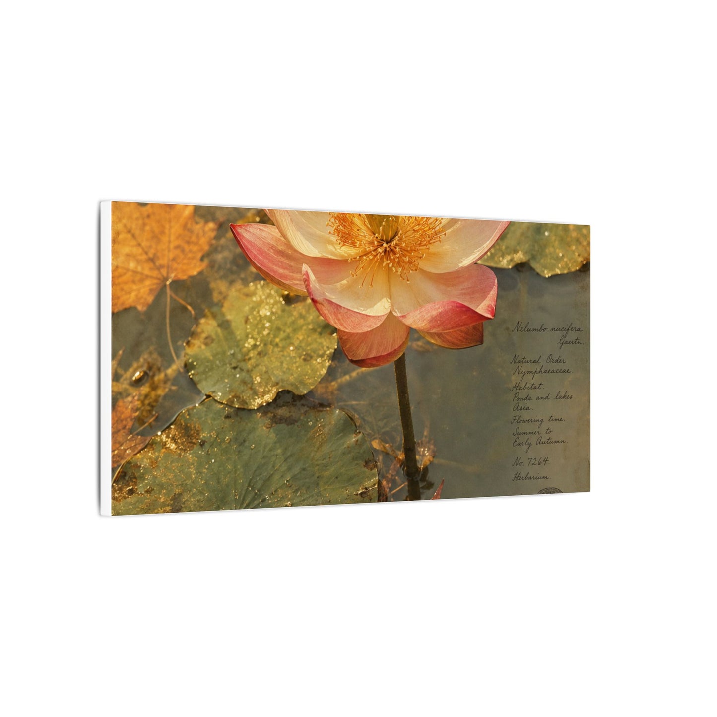 Autumn Lotus Flower Herbarium Canvas Art | Rustic Decor