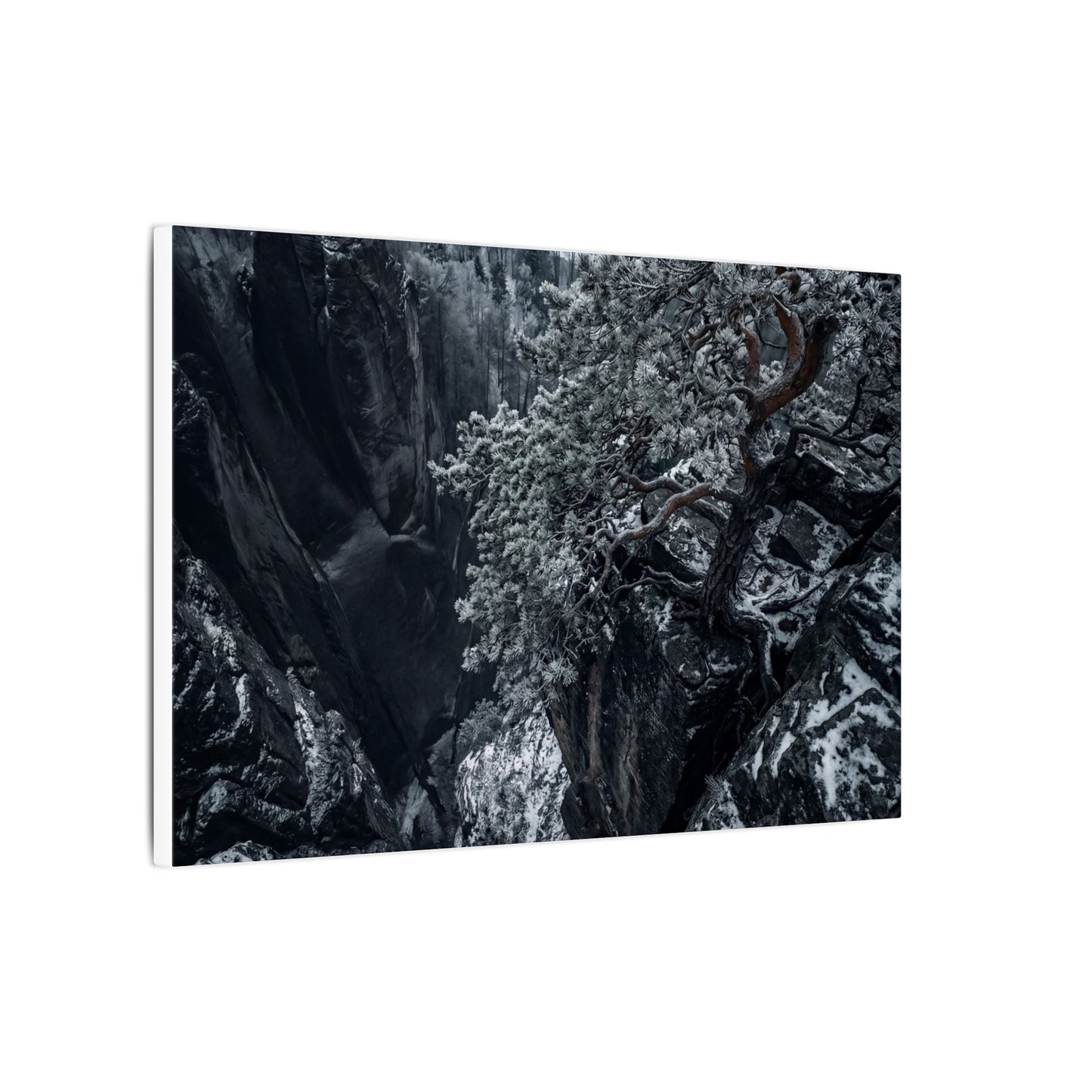 Dark Japandi Pine Tree in Dappled | Dark Texture Canvas Art