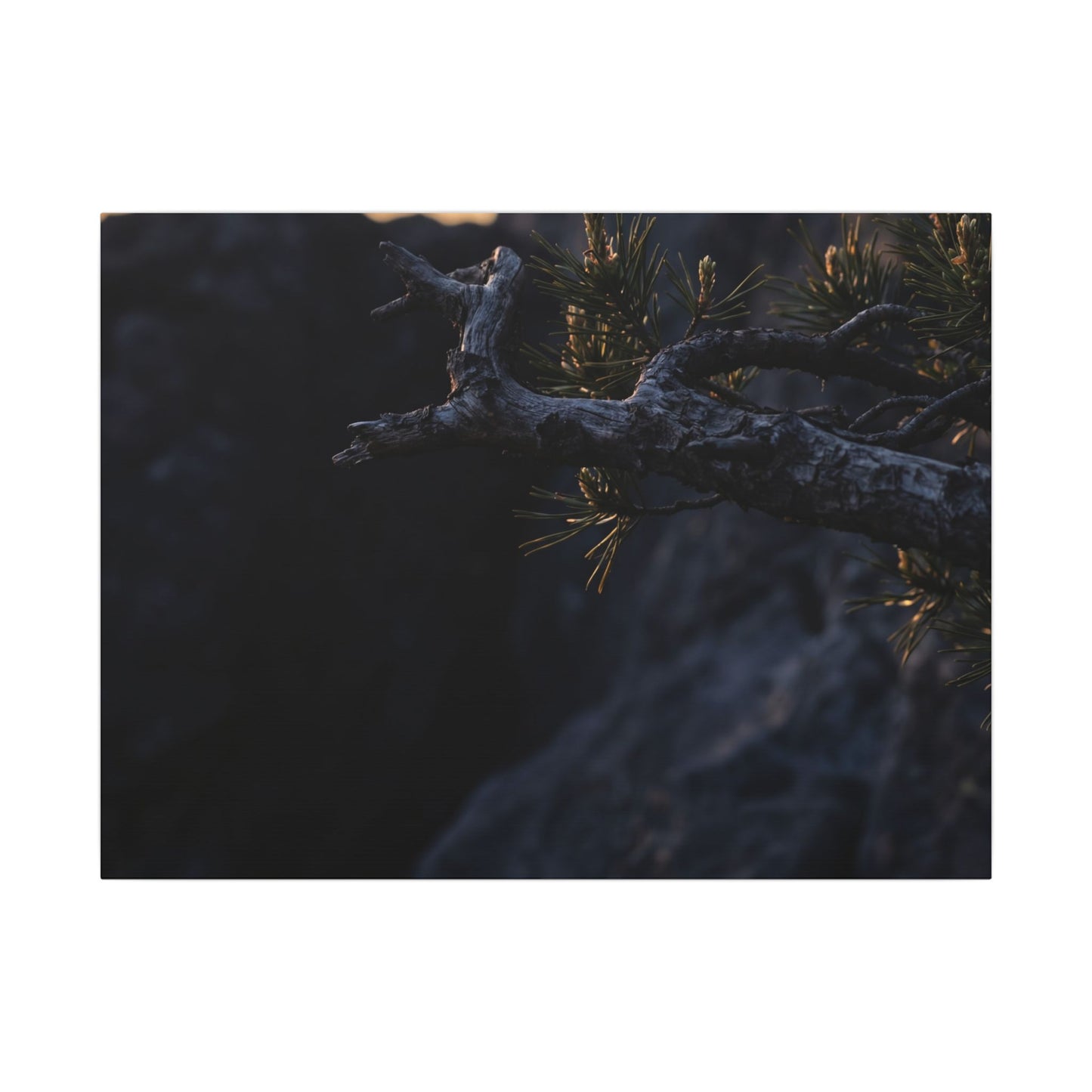 Pine Tree Moody Minimal Canvas Art | Sophisticated Dark Japandi Art Art Print