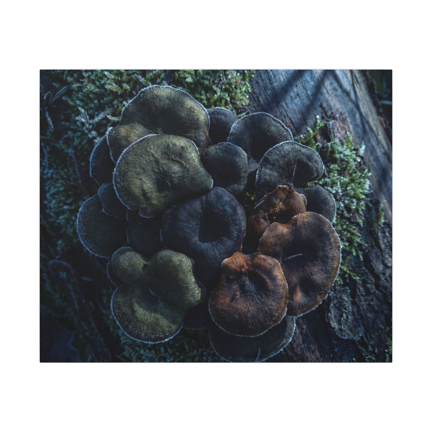 Wild Mushrooms Moody Minimal Canvas Art | Moody Dark Japandi Art