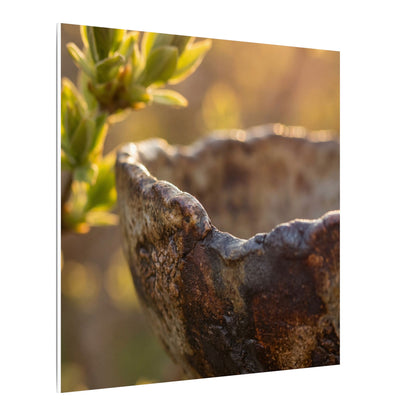 Golden Hour Ceramic Bowl Canvas Art - Dark Japandi Ma