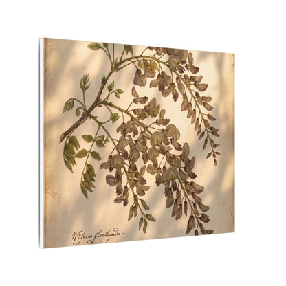 Spring Wisteria Herbarium Canvas Art | Earthy Decor