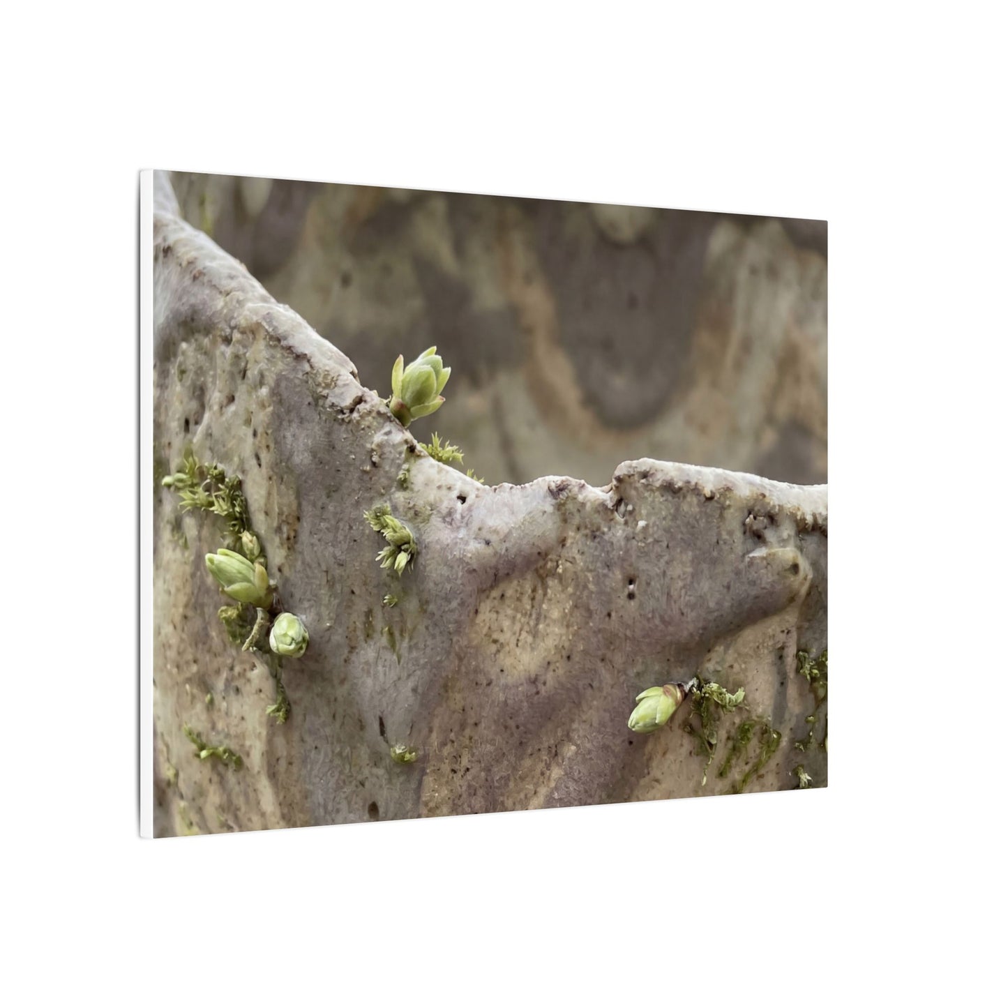 Overcast Ceramic Bowl Canvas Art - Japandi Fukinsei