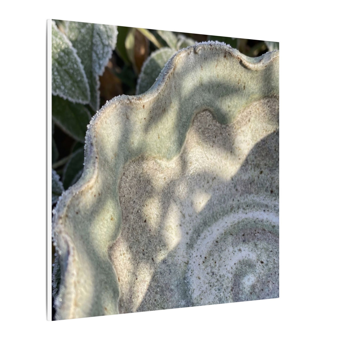 Dappled Ceramic Bowl Canvas Art - Japandi Seijaku