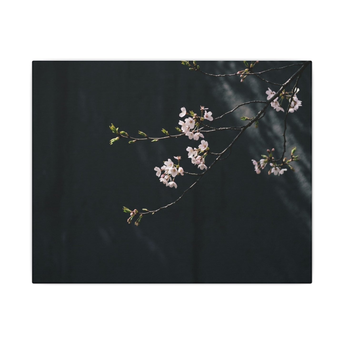 Cherry Blossom Spring Canvas Art | Dark Japandi Sophisticated Design