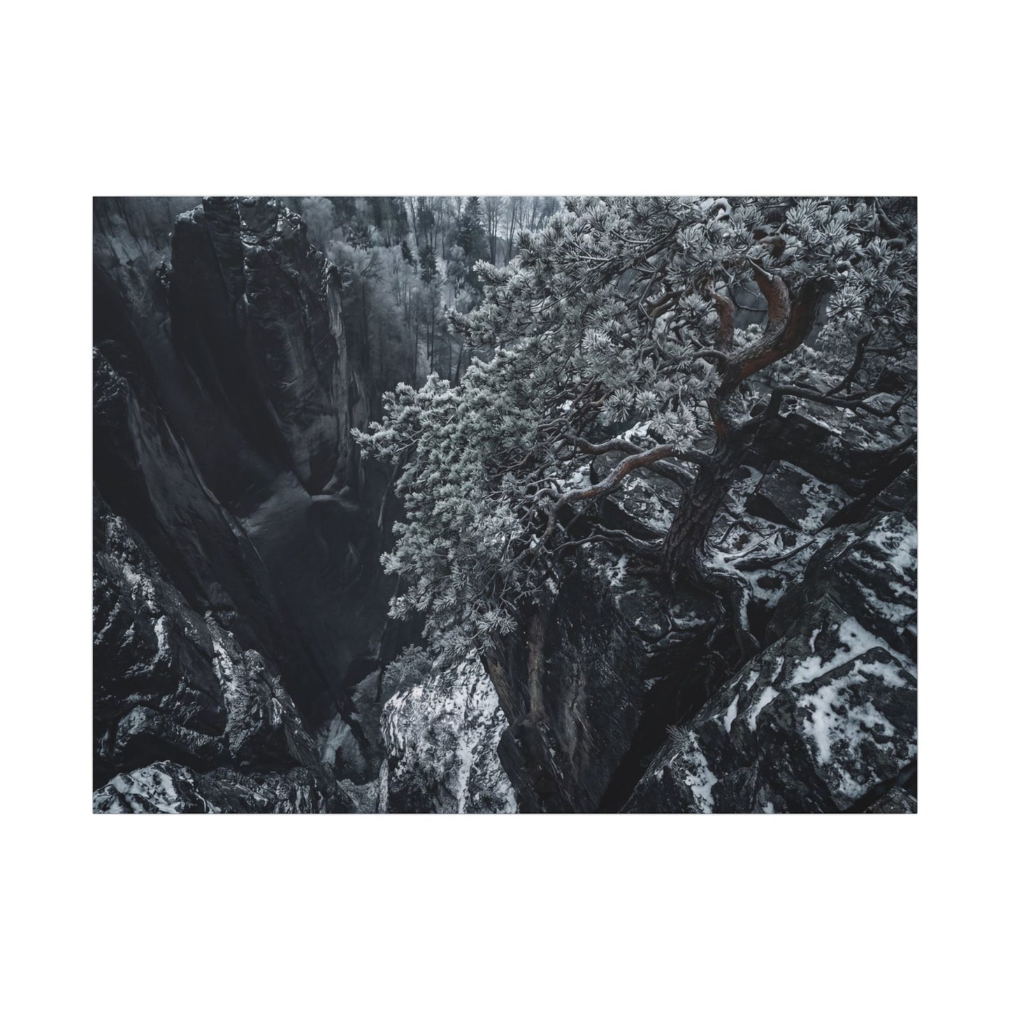 Dark Japandi Pine Tree in Dappled | Dark Texture Canvas Art Art Print