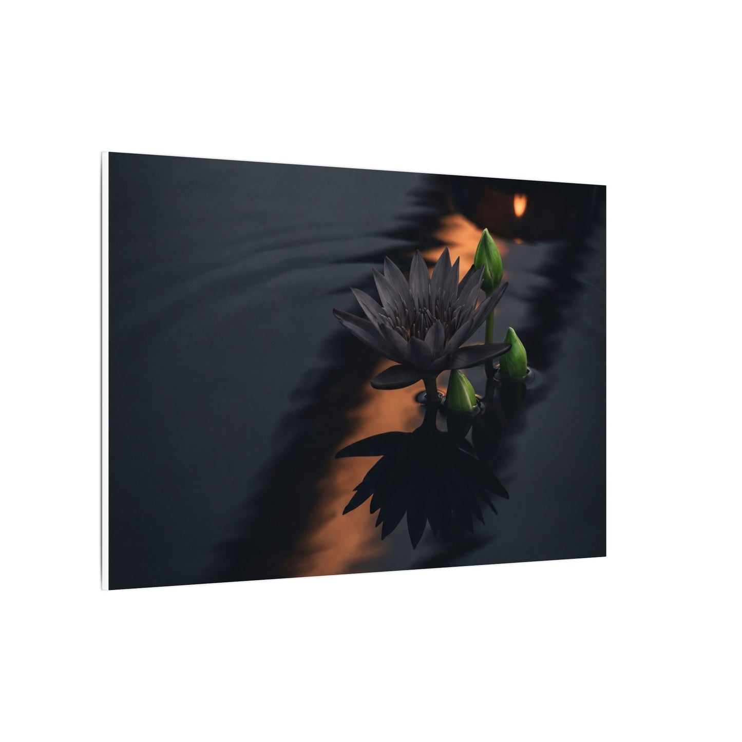 Seijaku Lotus Flower Canvas Art - Dark Japandi Shadow Zen