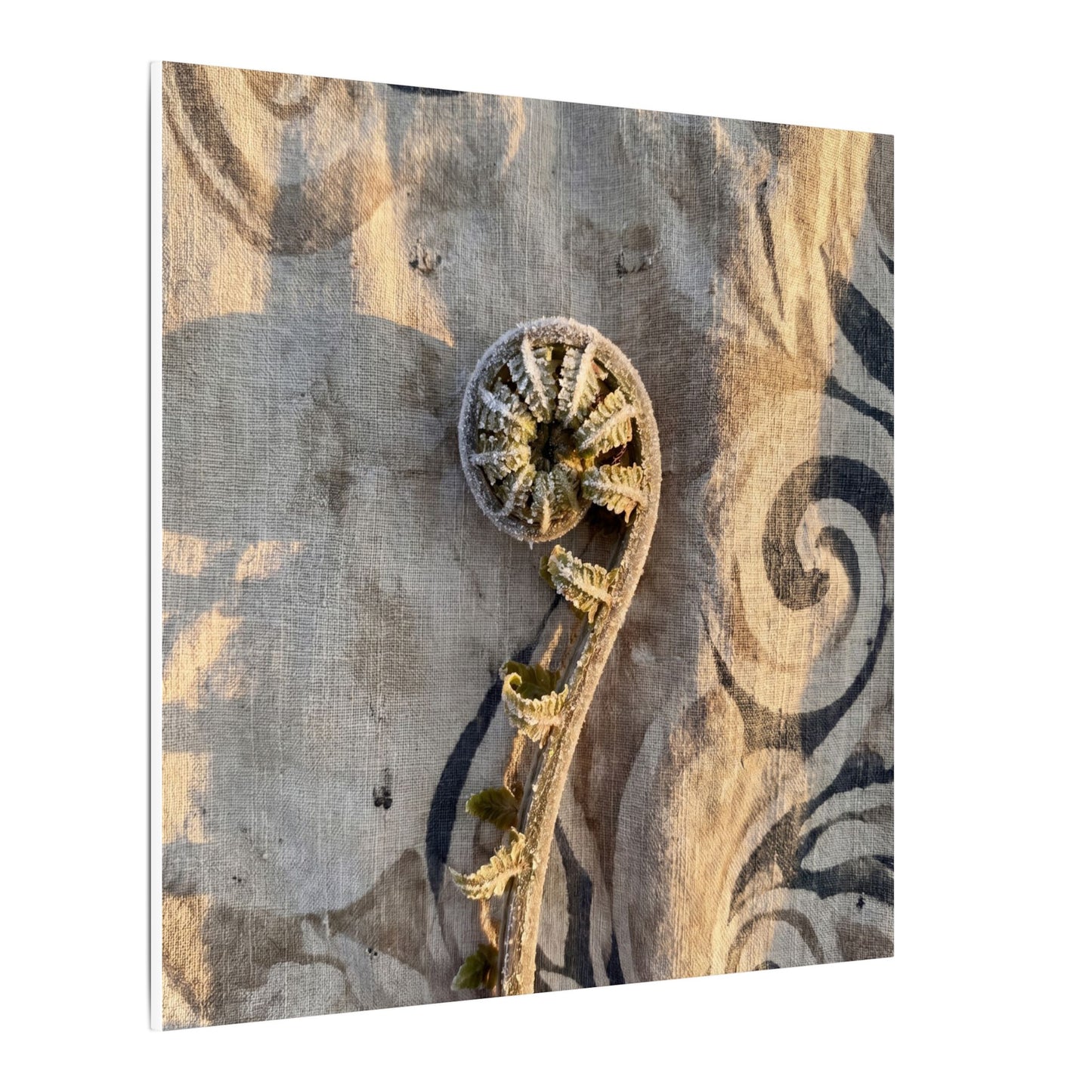Fern Unfurling Canvas Art | Winter Japandi Japanese Pattern Art