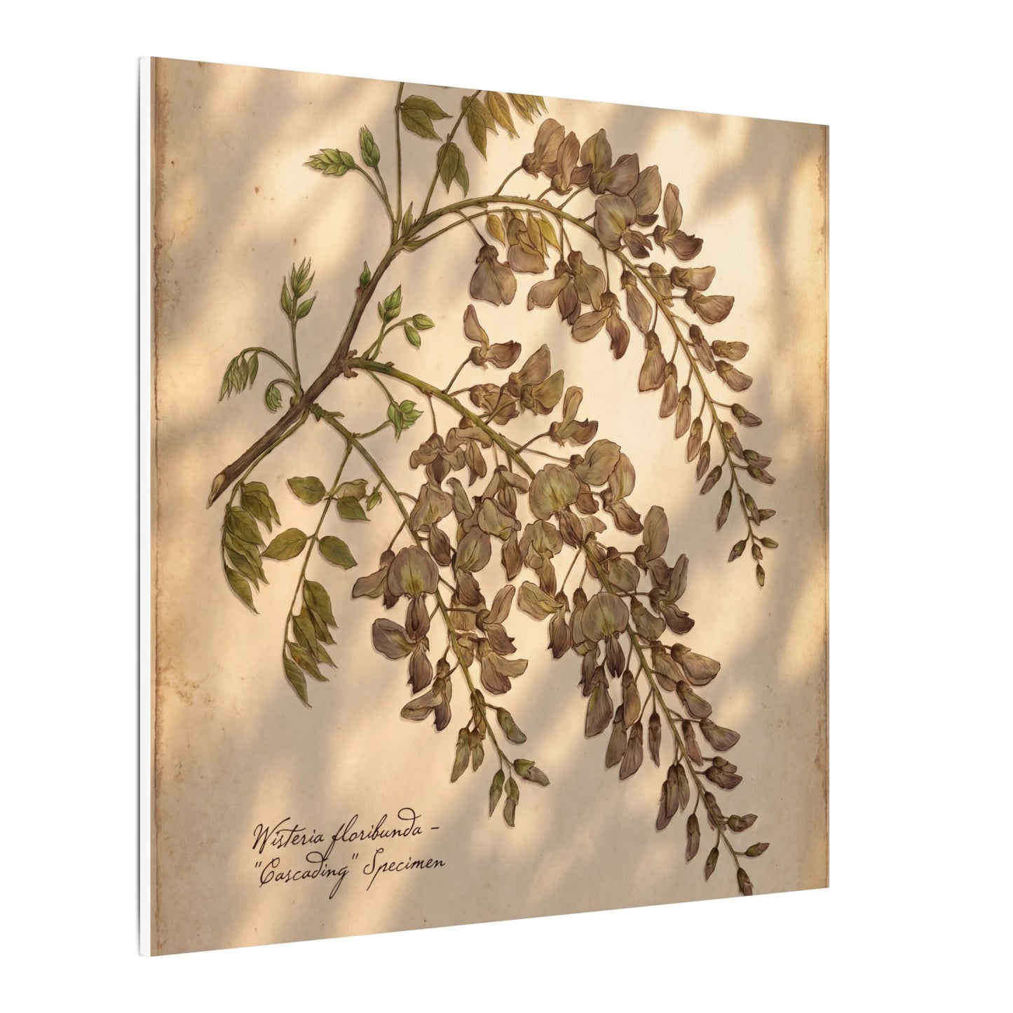 Spring Wisteria Herbarium Canvas Art | Earthy Decor