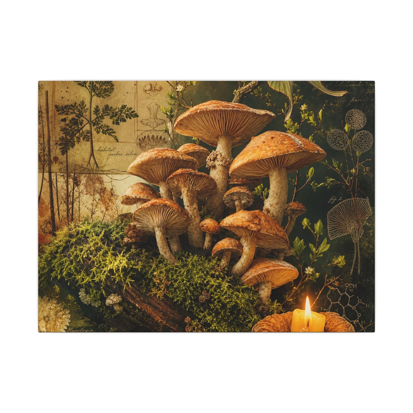 Spring Wild Mushrooms Herbarium Canvas Art | Earthy Decor