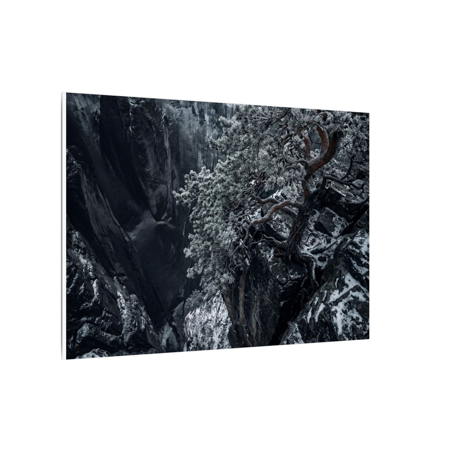 Dark Japandi Pine Tree in Dappled | Dark Texture Canvas Art