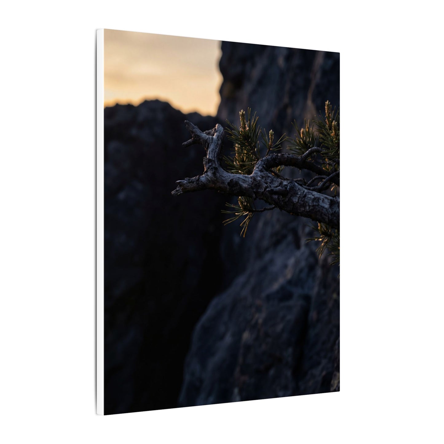 Pine Tree Moody Minimal Canvas Art | Sophisticated Dark Japandi Art