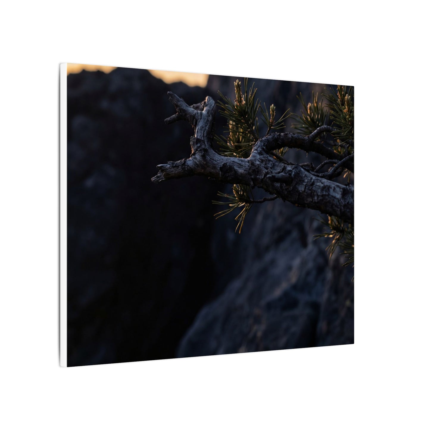 Pine Tree Moody Minimal Canvas Art | Sophisticated Dark Japandi Art