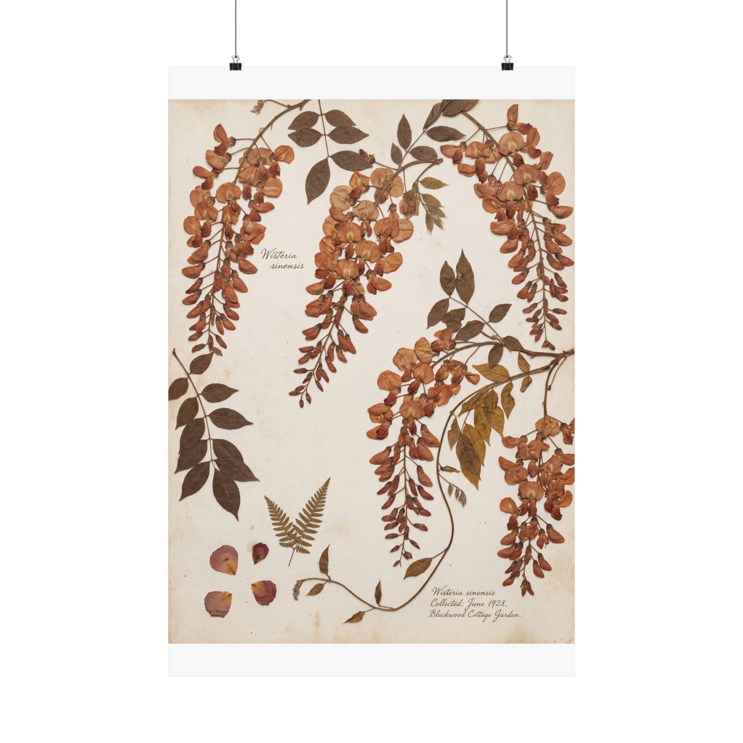Summer Wisteria Herbarium Wall Art Print | Cozy Decor Art Print