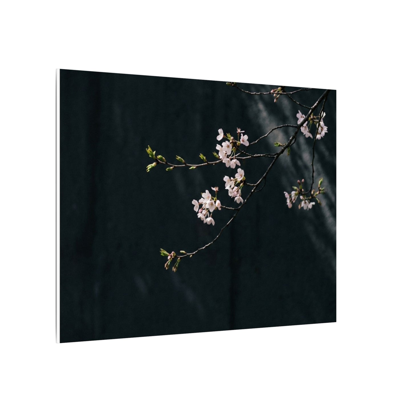 Cherry Blossom Spring Canvas Art | Dark Japandi Sophisticated Design