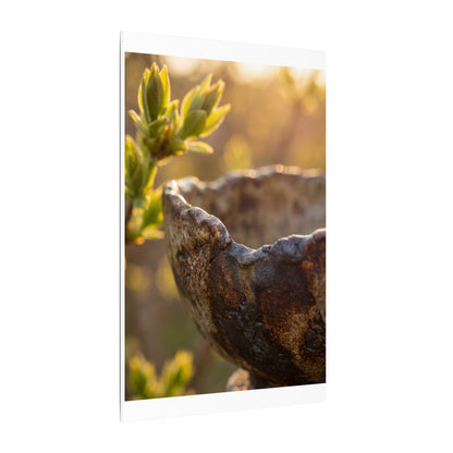 Golden Hour Ceramic Bowl Canvas Art - Dark Japandi Ma
