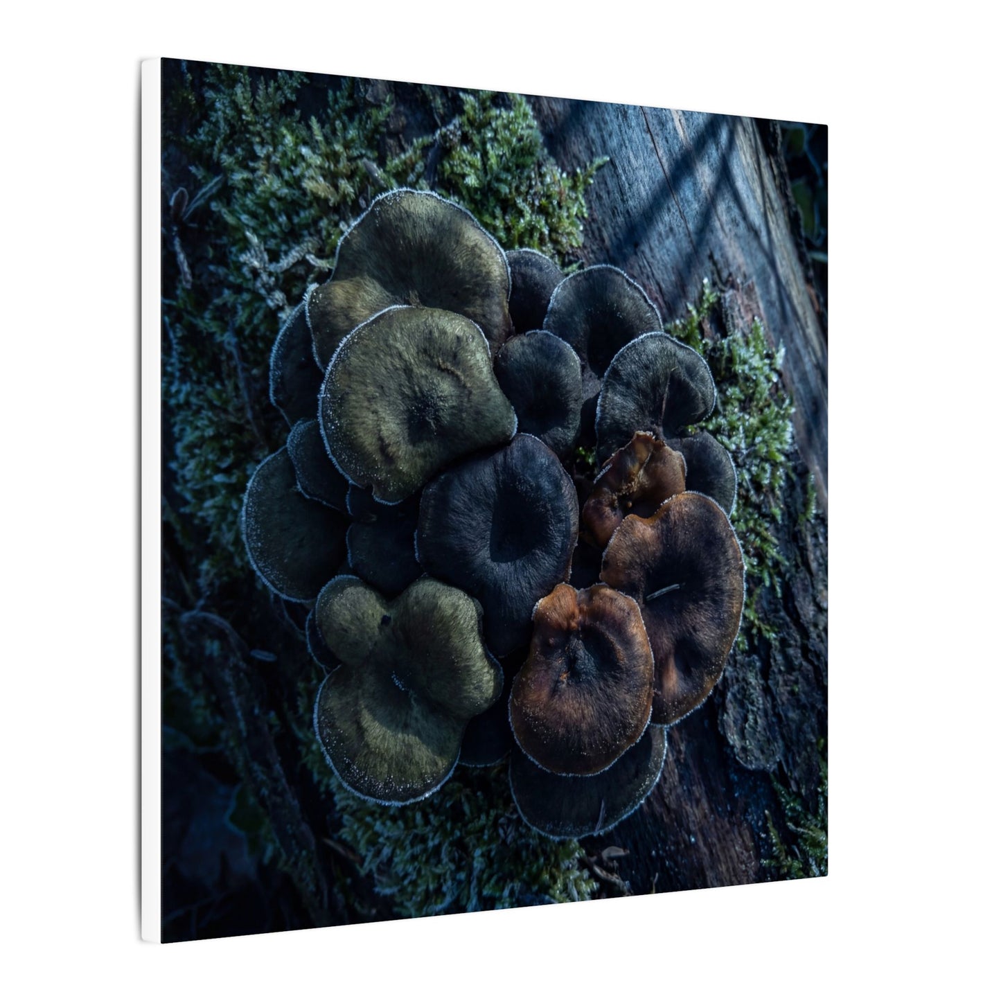 Wild Mushrooms Moody Minimal Canvas Art | Moody Dark Japandi Art