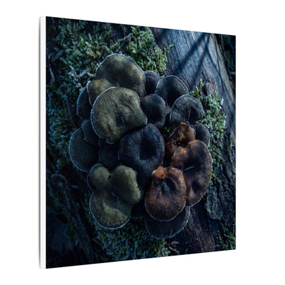 Wild Mushrooms Moody Minimal Canvas Art | Moody Dark Japandi Art