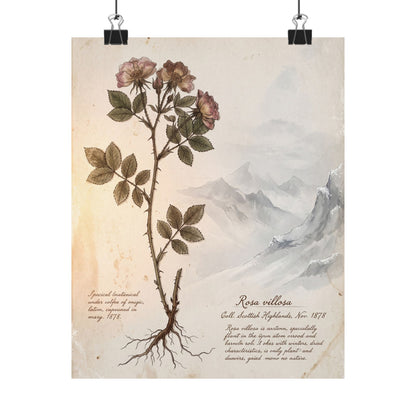 Winter Mountain Mist Herbarium Wall Art Print | Rustic Decor