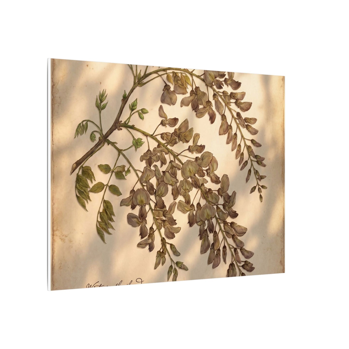 Spring Wisteria Herbarium Canvas Art | Earthy Decor