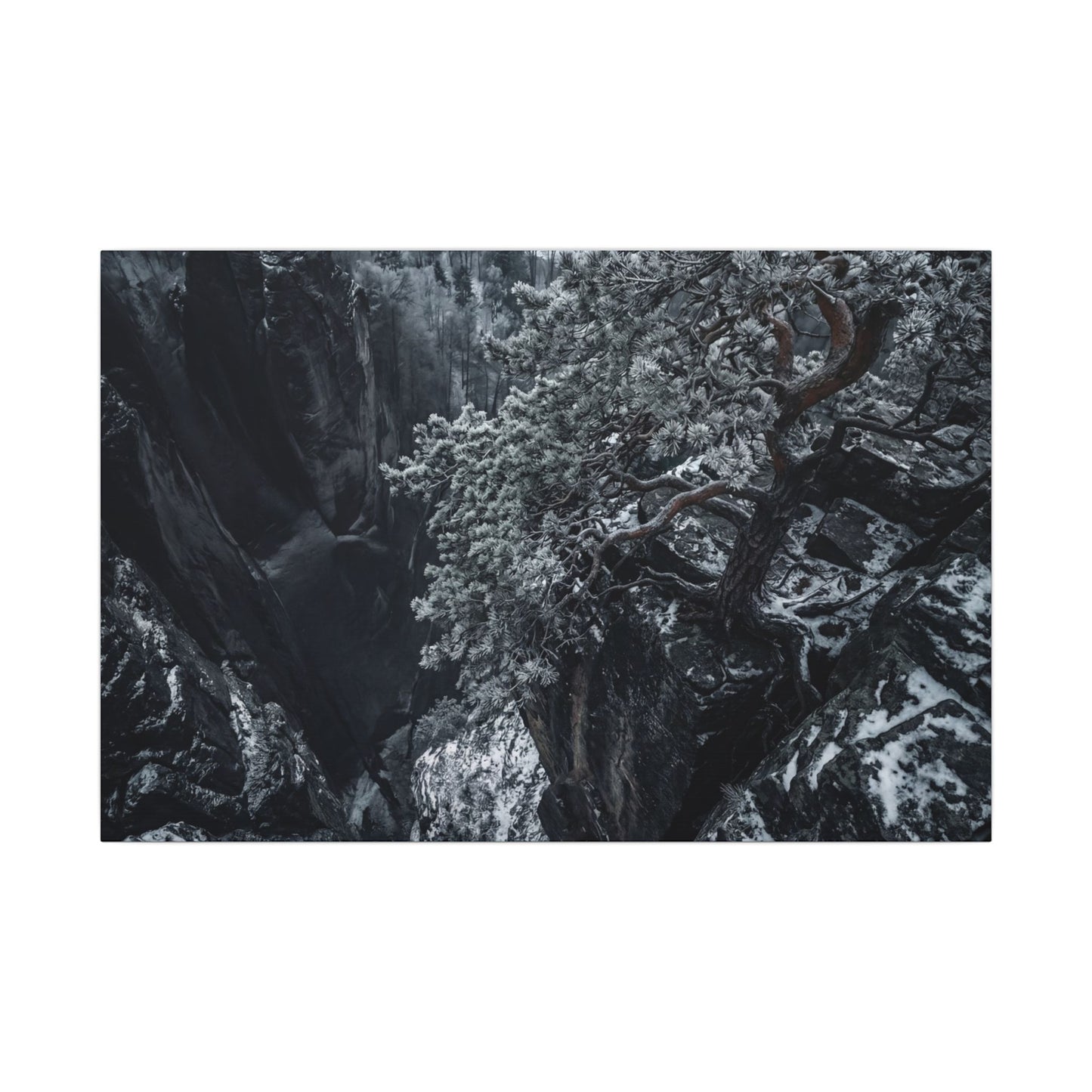 Dark Japandi Pine Tree in Dappled | Dark Texture Canvas Art