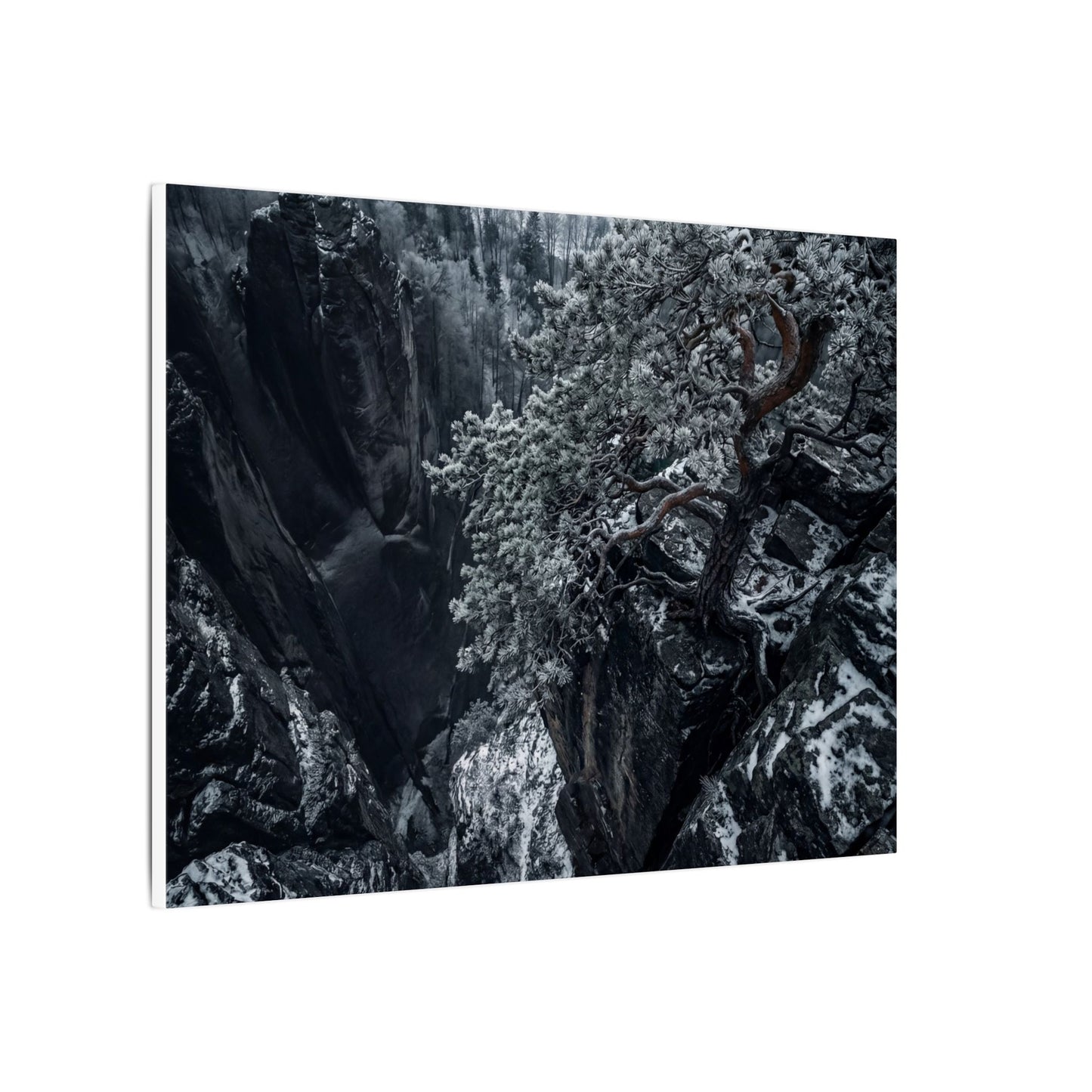 Dark Japandi Pine Tree in Dappled | Dark Texture Canvas Art