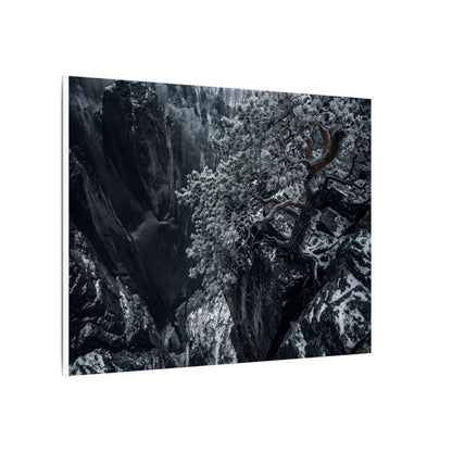 Dark Japandi Pine Tree in Dappled | Dark Texture Canvas Art