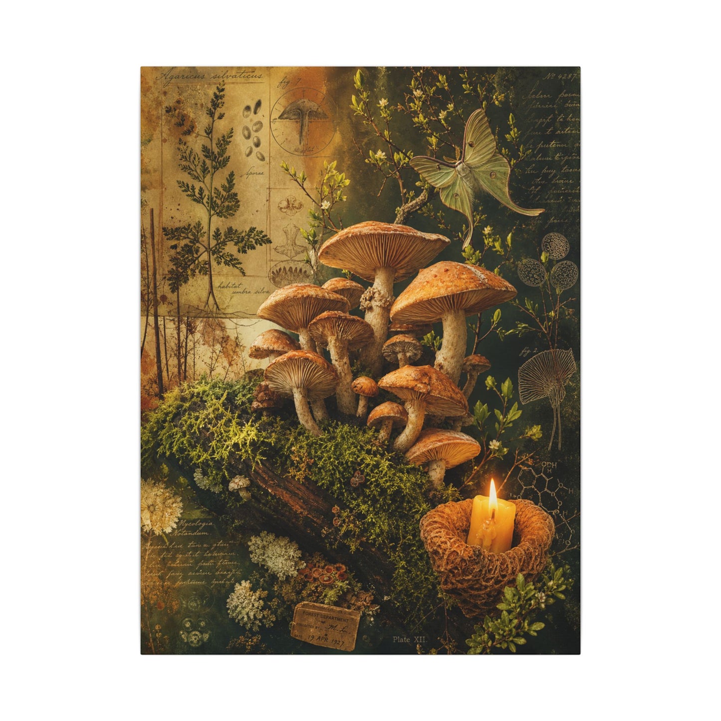 Spring Wild Mushrooms Herbarium Canvas Art | Earthy Decor