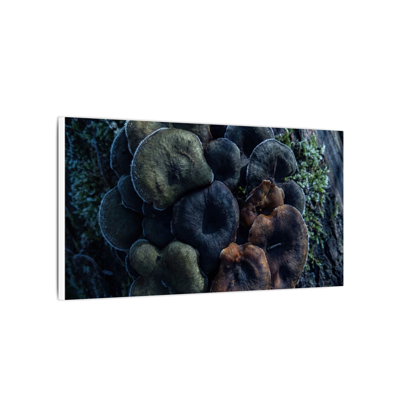 Wild Mushrooms Moody Minimal Canvas Art | Moody Dark Japandi Art