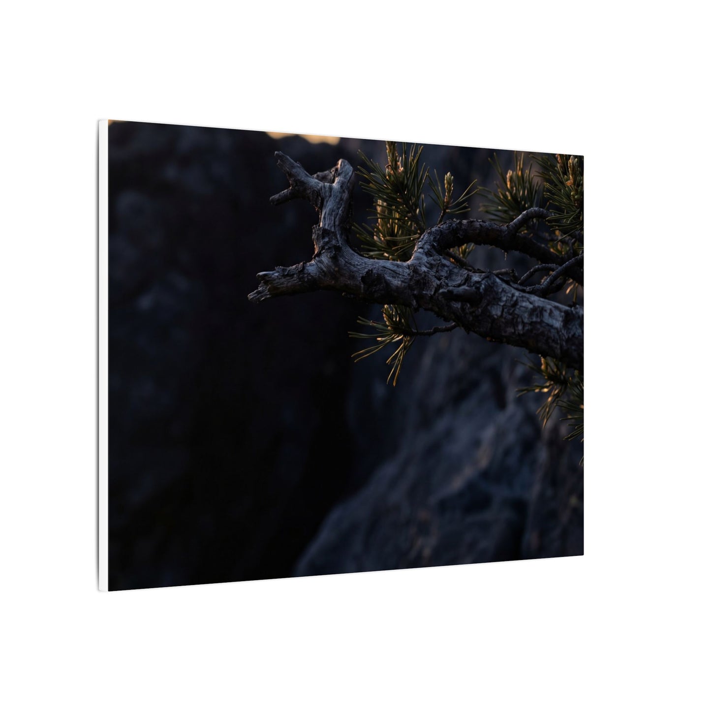 Pine Tree Moody Minimal Canvas Art | Sophisticated Dark Japandi Art