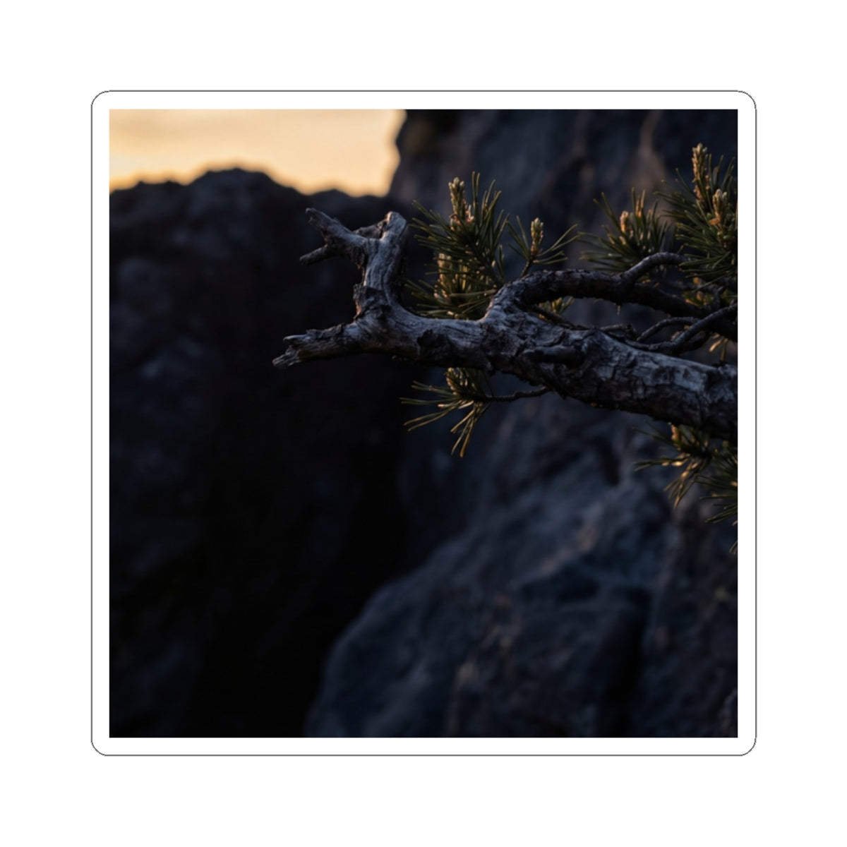 Golden Hour Pine Tree Sticker - Dark Japandi Ma Art Print