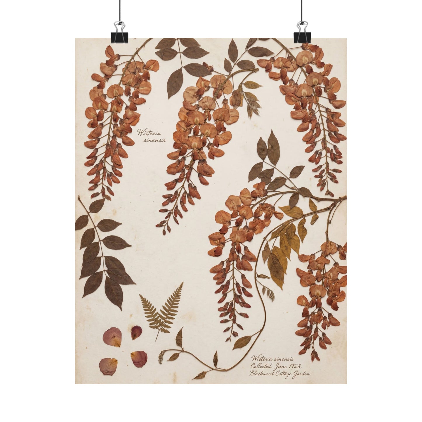 Summer Wisteria Herbarium Wall Art Print | Cozy Decor Art Print
