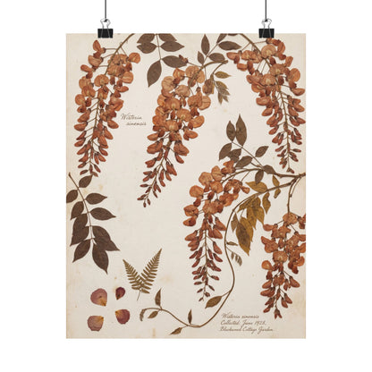 Summer Wisteria Herbarium Wall Art Print | Cozy Decor Art Print