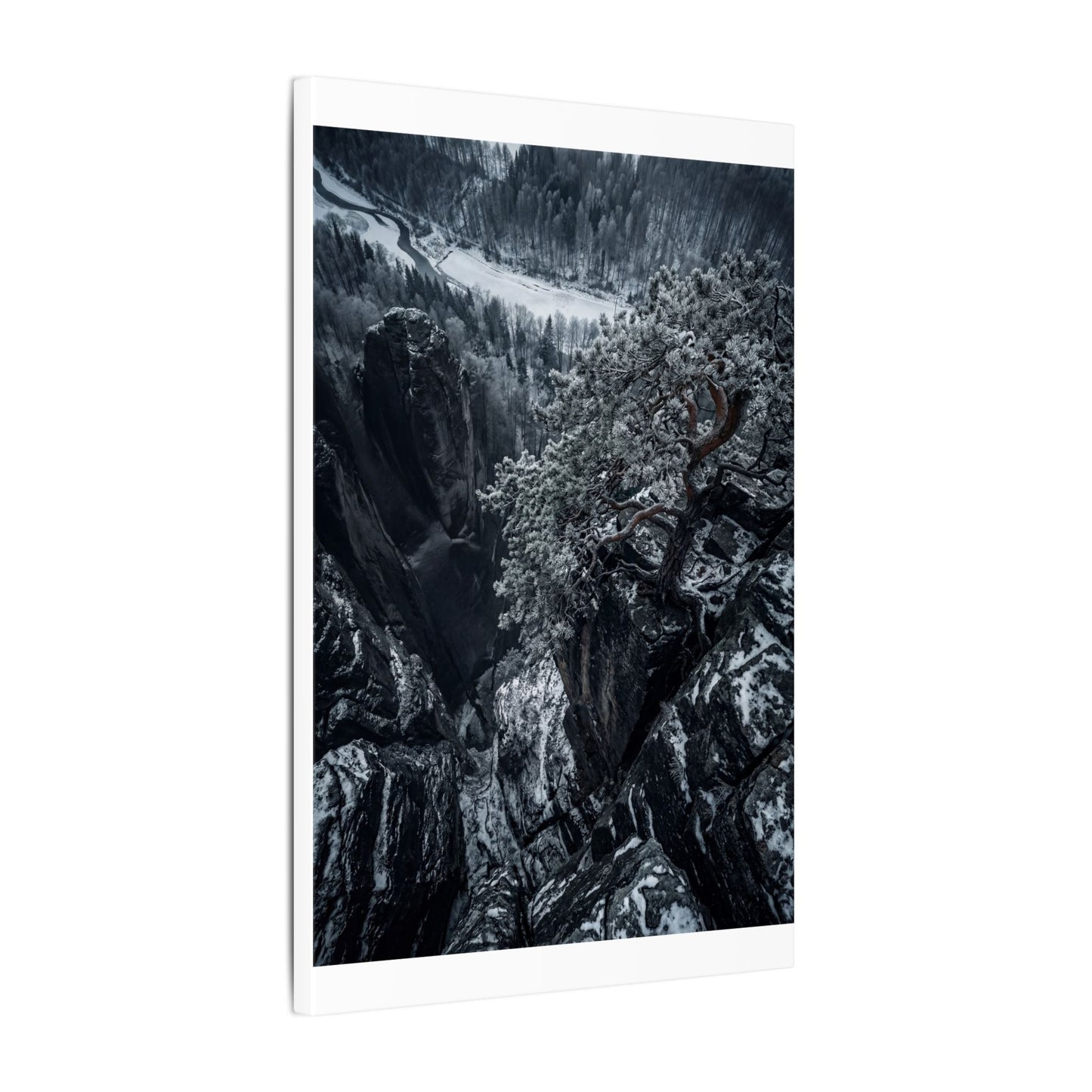 Dark Japandi Pine Tree in Dappled | Dark Texture Canvas Art