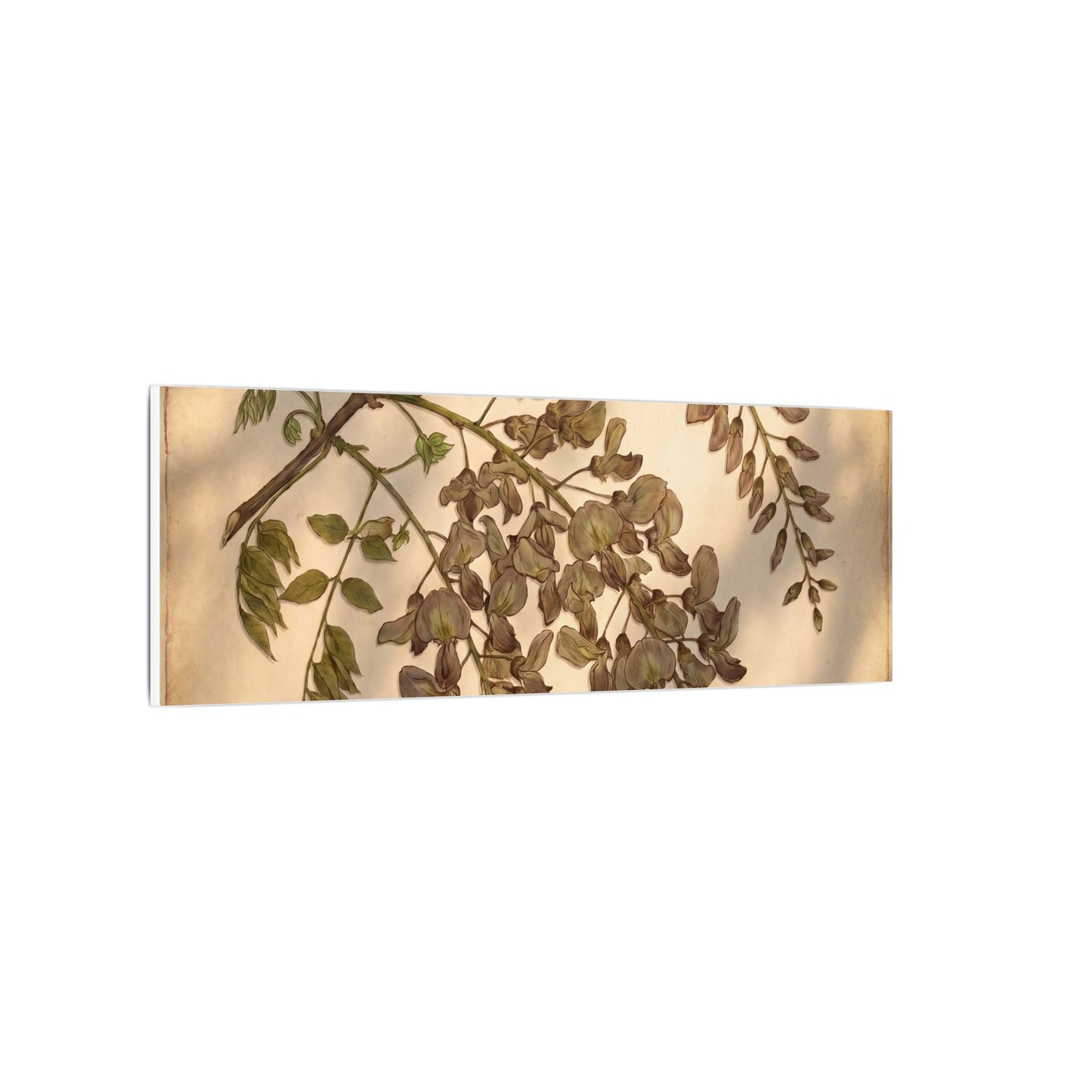 Spring Wisteria Herbarium Canvas Art | Earthy Decor