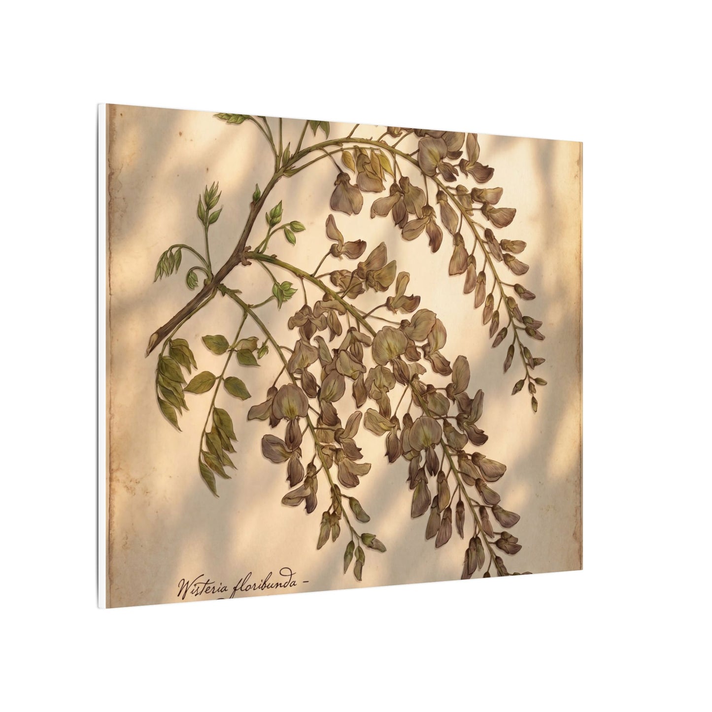 Spring Wisteria Herbarium Canvas Art | Earthy Decor