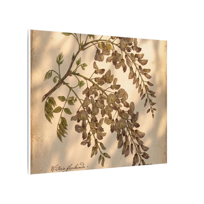 Spring Wisteria Herbarium Canvas Art | Earthy Decor