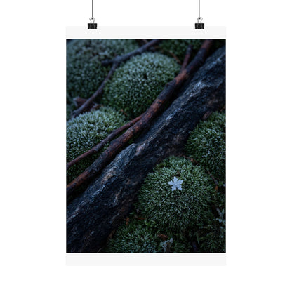 Moss Close Up Moody Minimal Wall Art Print | Moody Dark Japandi Art Art Print