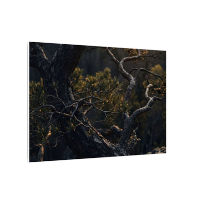 Moody Pine Tree Canvas Art - Moody Minimal Dark Japandi