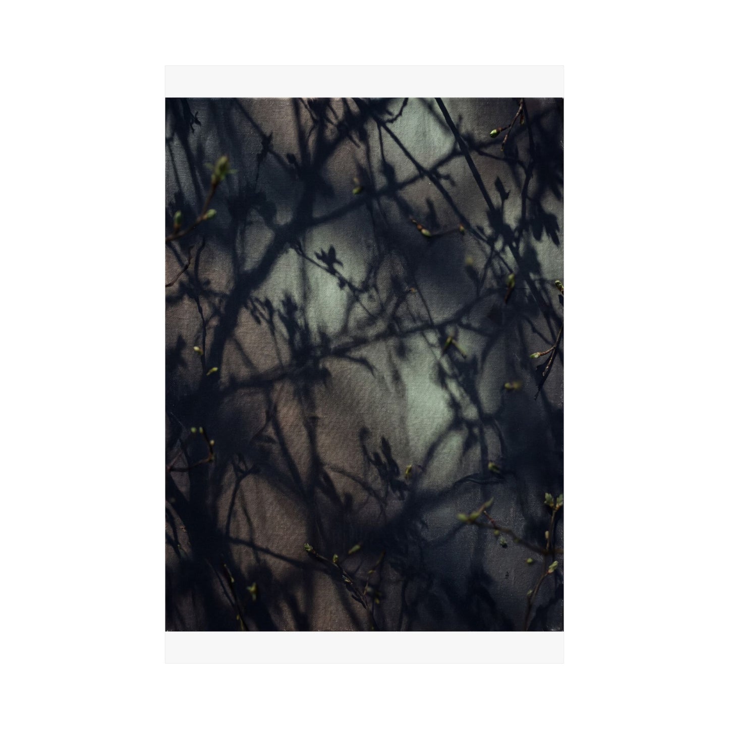 Spring Shadow Play Moody Minimal Wall Art Print | Sophisticated Decor